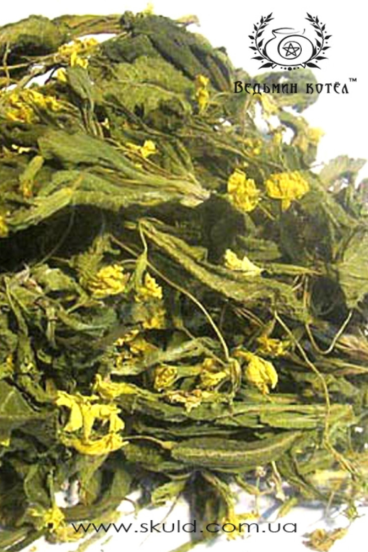 Примула (первоцвіт)
