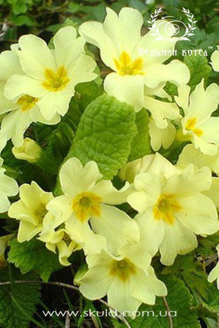 Примула (первоцвіт)